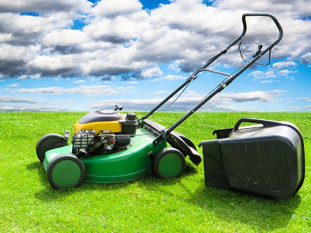 Lawn and Plant
