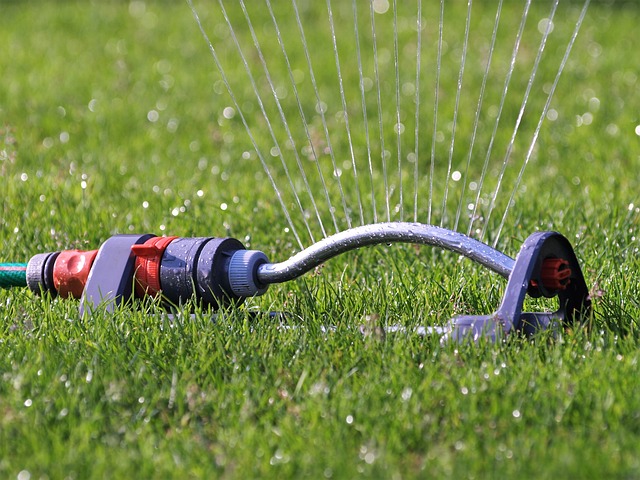 lawn-and-plant-640x480-62305965.jpeg