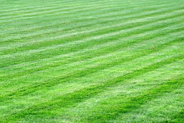Lawn and Plant