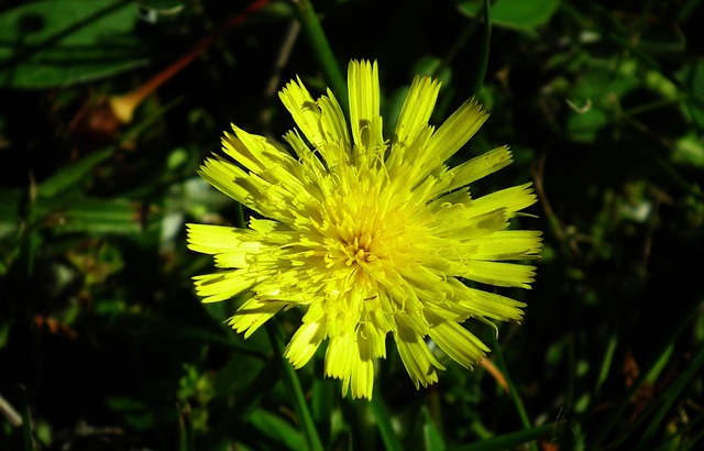 lawn-and-plant-640x480-63509767.jpeg