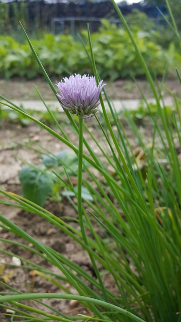 Lawn and Plant