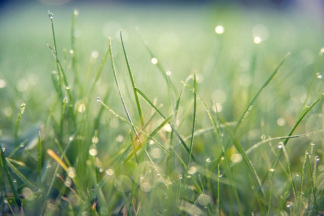 lawn-and-plant-640x480-64751320.jpeg