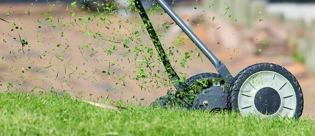 lawn-and-plant-640x480-64903532.jpeg