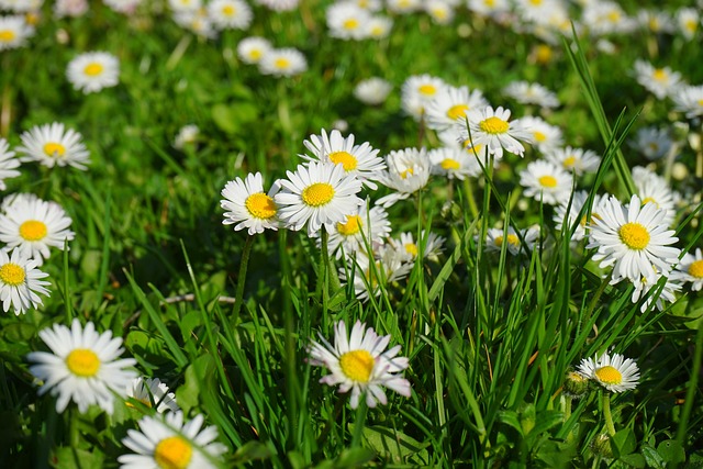 Lawn and Plant
