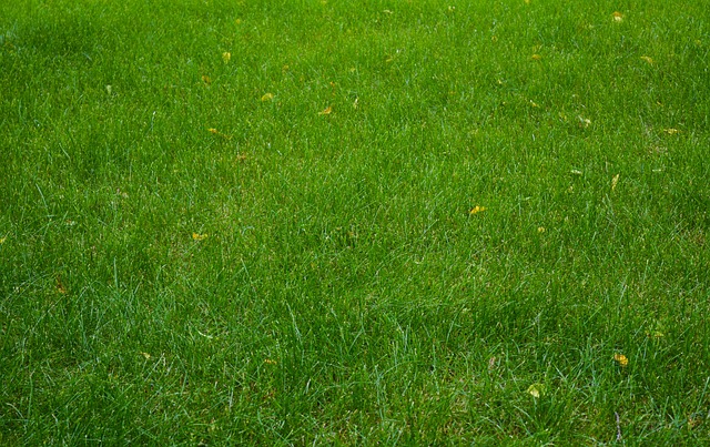 lawn-and-plant-640x480-65597177.jpeg