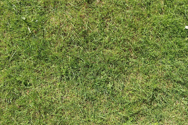 Lawn and Plant