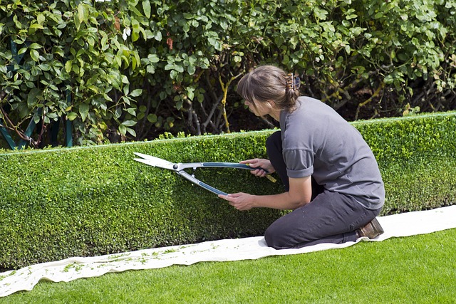 Lawn and Plant