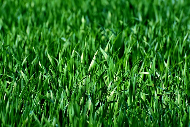 Lawn and Plant