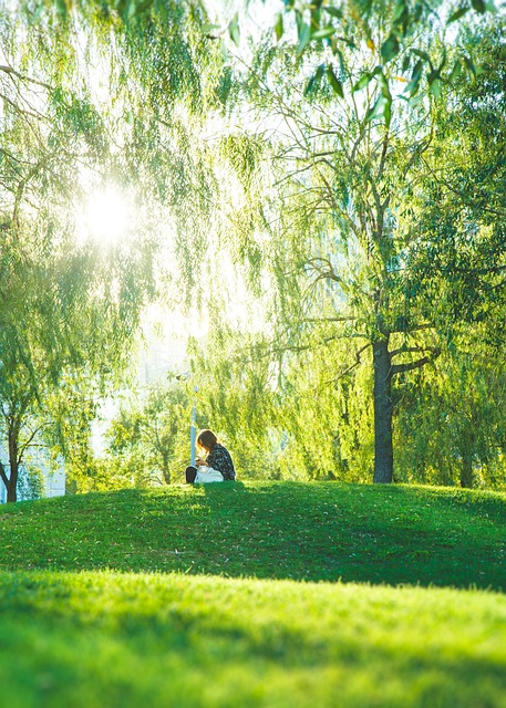 lawn-and-plant-640x480-68575301.jpeg