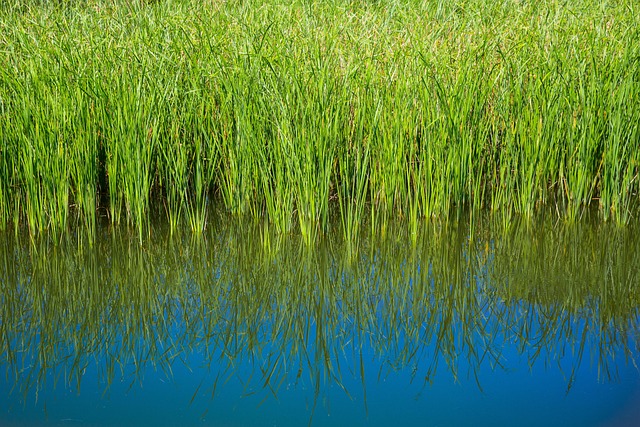 lawn-and-plant-640x480-71182844.jpeg