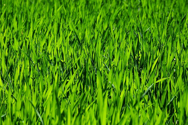 lawn-and-plant-640x480-72051193.jpeg