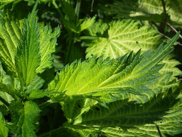 Lawn and Plant