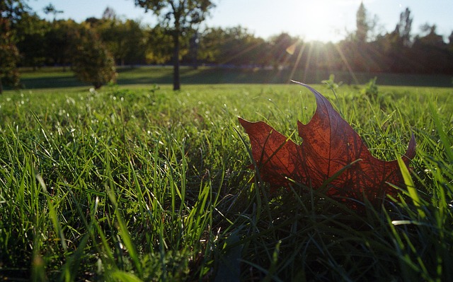 Lawn and Plant
