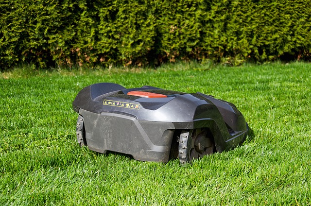 Lawn and Plant