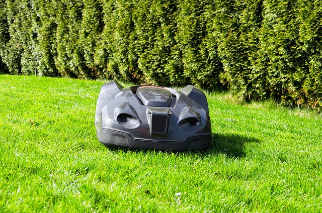 Lawn and Plant