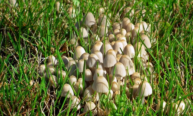 lawn-and-plant-640x480-76556431.jpeg