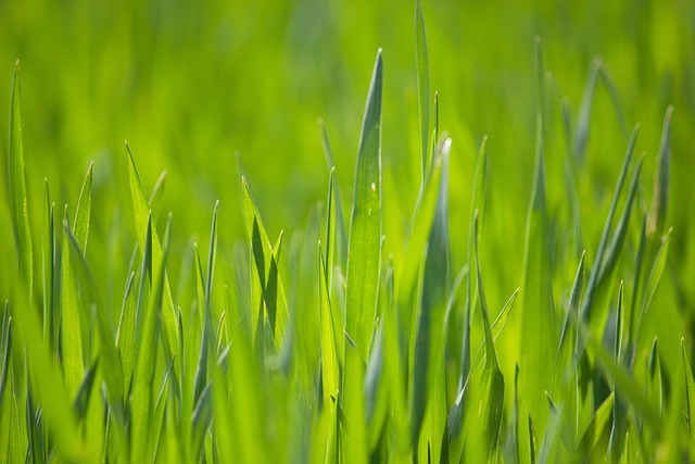 lawn-and-plant-640x480-76784640.jpeg