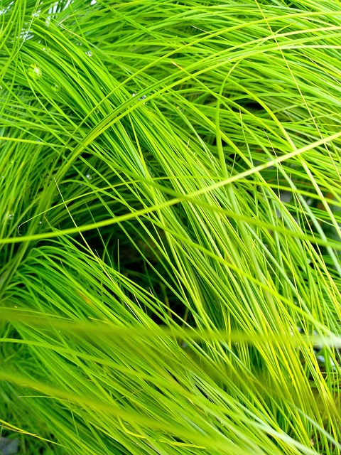 Lawn and Plant
