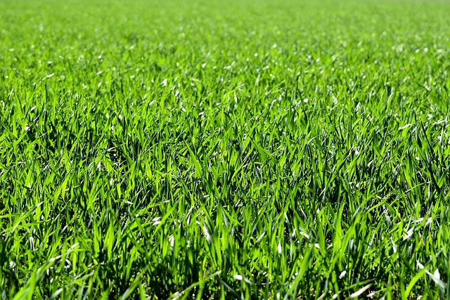 Lawn and Plant