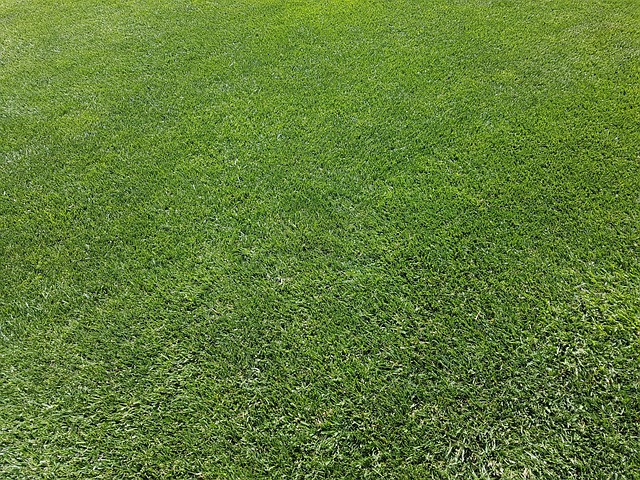 Lawn and Plant