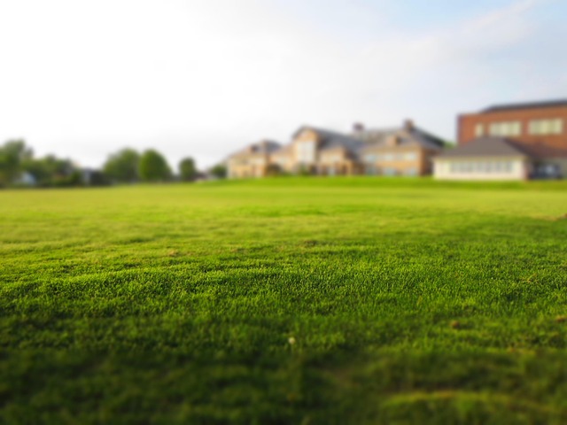 Lawn and Plant