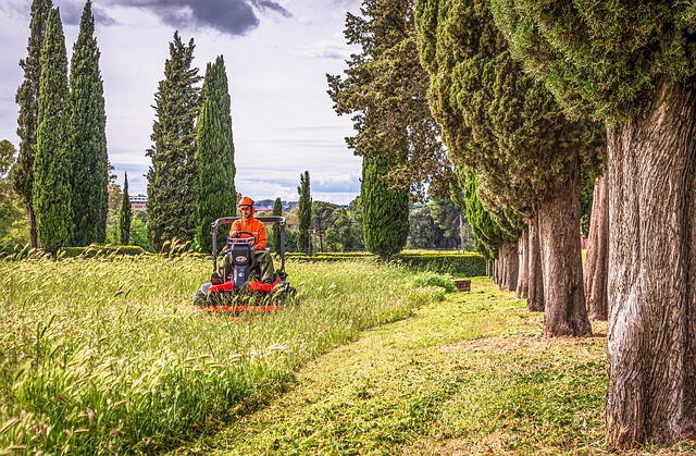 Lawn and Plant