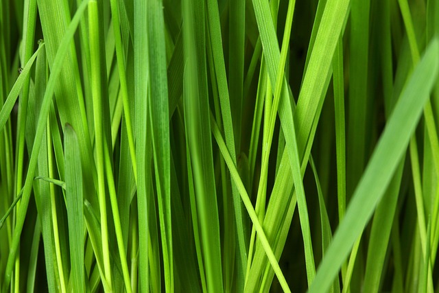 lawn-and-plant-640x480-81017616.jpeg
