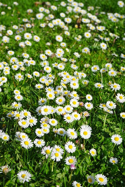 Lawn and Plant