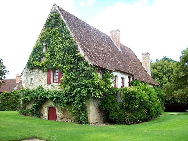 Lawn and Plant