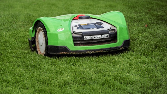 Lawn and Plant