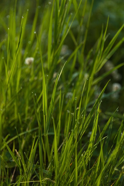 Lawn and Plant