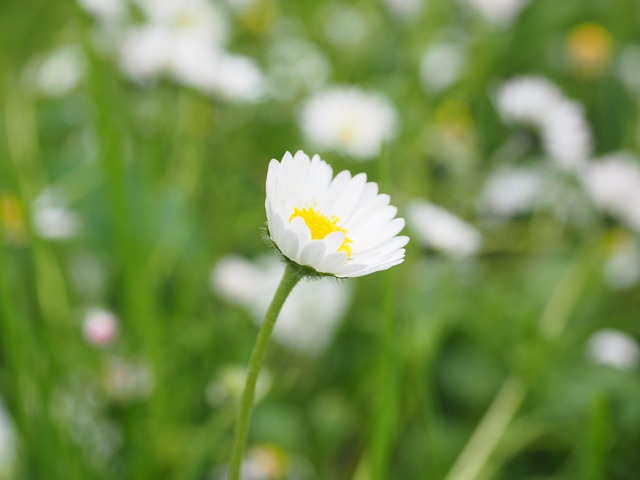 Lawn and Plant