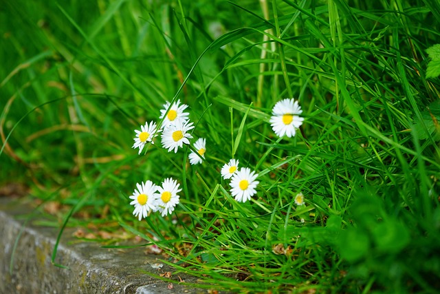 lawn-and-plant-640x480-87297061.jpeg