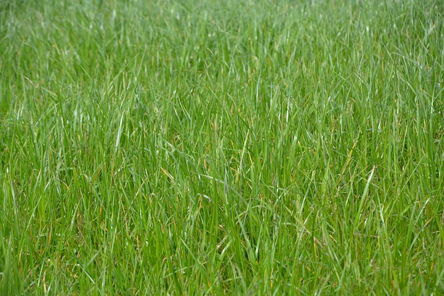 Lawn and Plant