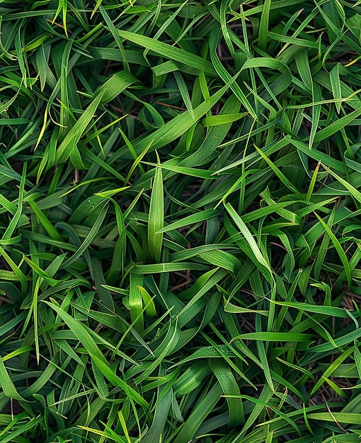 Lawn and Plant