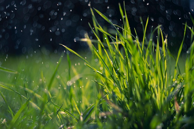 lawn-and-plant-640x480-90159977.jpeg