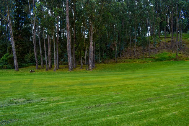 Lawn and Plant