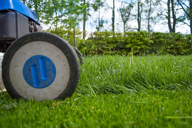 lawn-and-plant-640x480-91006139.jpeg