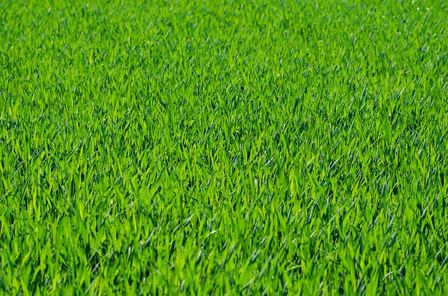 lawn-and-plant-640x480-91236322.jpeg