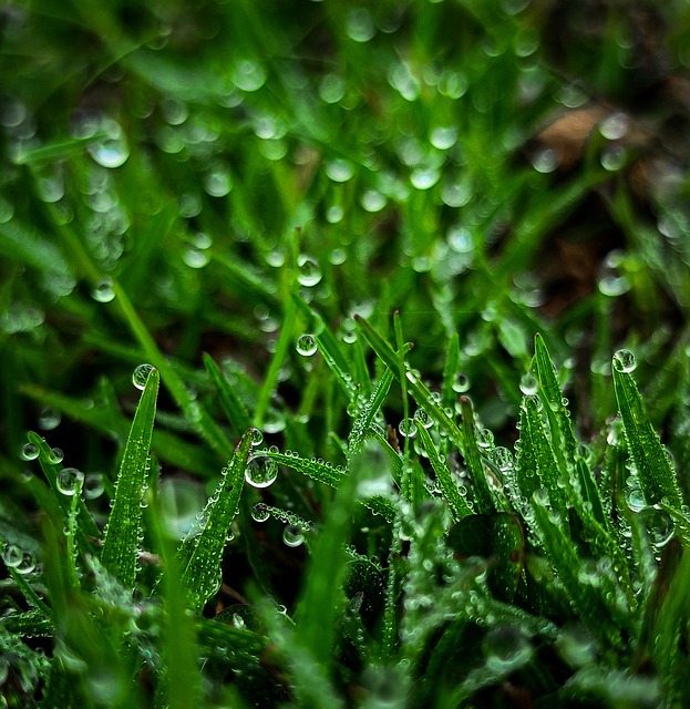 lawn-and-plant-640x480-91488568.jpeg