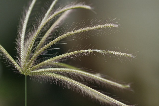 Lawn and Plant
