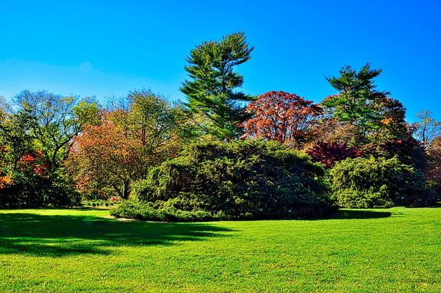 Lawn and Plant
