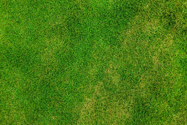 lawn-and-plant-640x480-92690234.jpeg