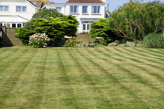 Lawn and Plant