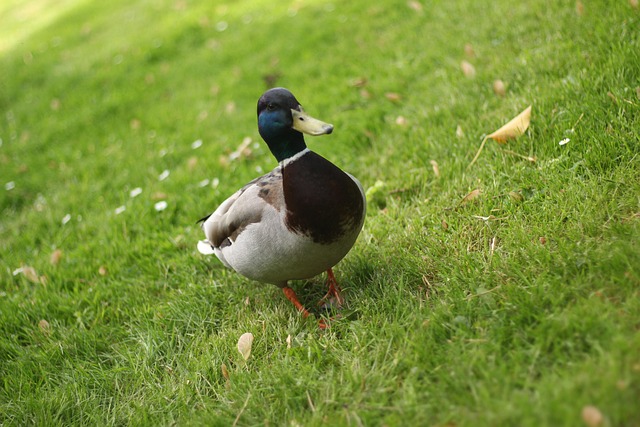 Lawn and Plant