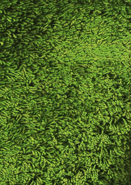 Lawn and Plant