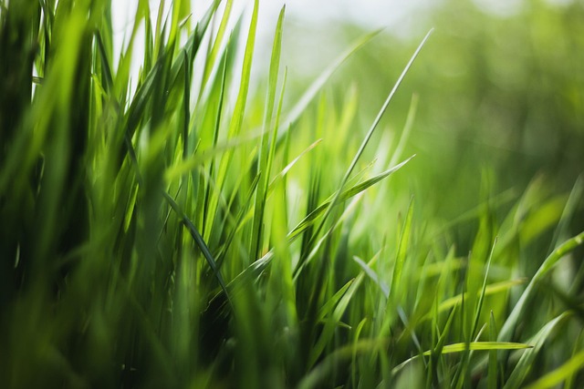Lawn and Plant
