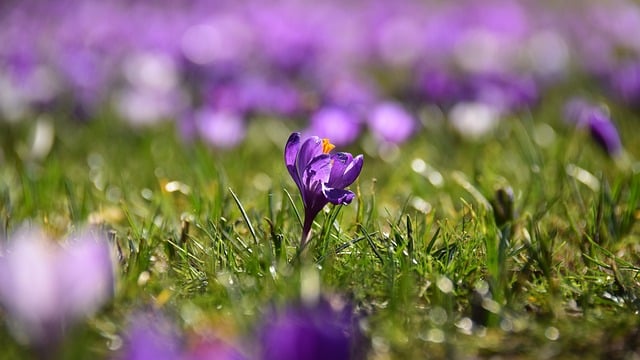 Lawn and Plant