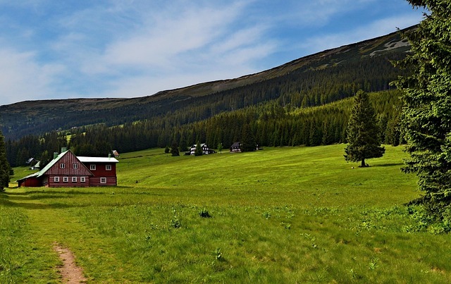 Lawn and Plant