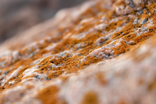 Mold Inspection